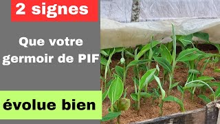multiplication of plantain shoots by the PIF method: 2 quality control indices