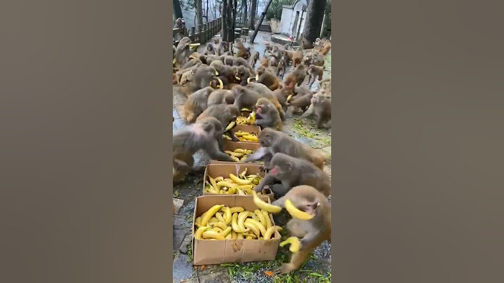sedang memberi makan monyet #monyetlucu