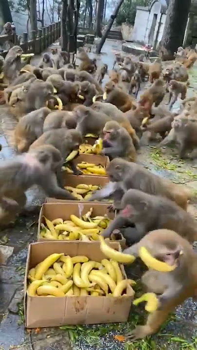 sedang memberi makan monyet #monyetlucu