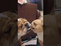 Dogs Tussle Over a Chip