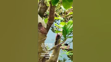 Kỹ Thuật Ghép Mãng Cầu Xiêm Thái Bình Bát Sống 100% . Teknik penyambungan srikaya dan sirsak 100%