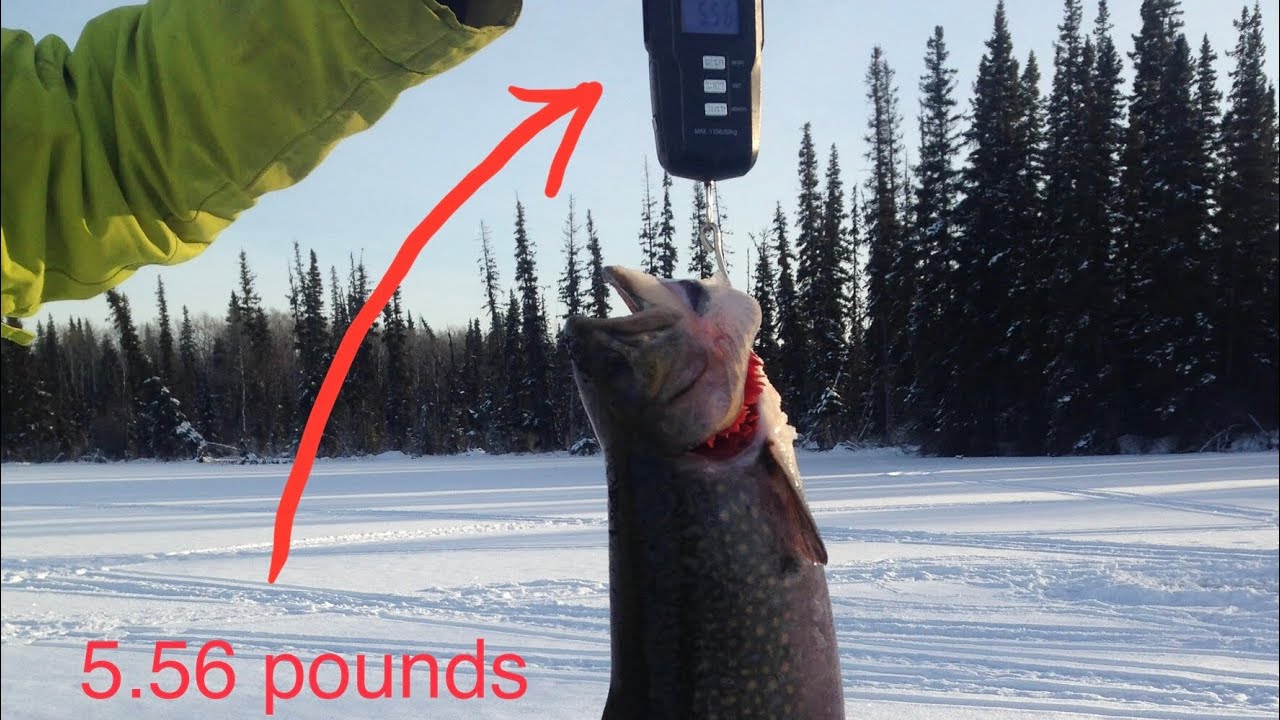 Fast action ice fishing for big Rainbows, Brookies and more