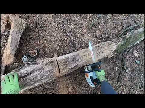 Removing dead wood from a REDOAK