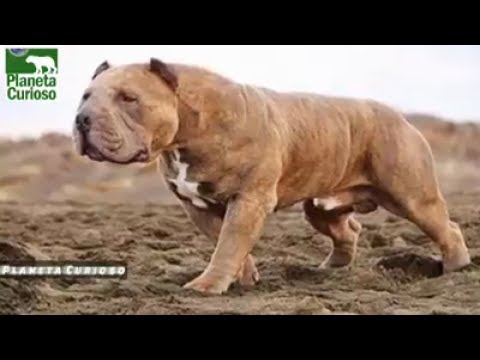 natural balance kitten