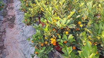 180k Một cây quất cảnh chậu nhựa tại Văn Giang Hưng Yên , giá quất tết 2023 .