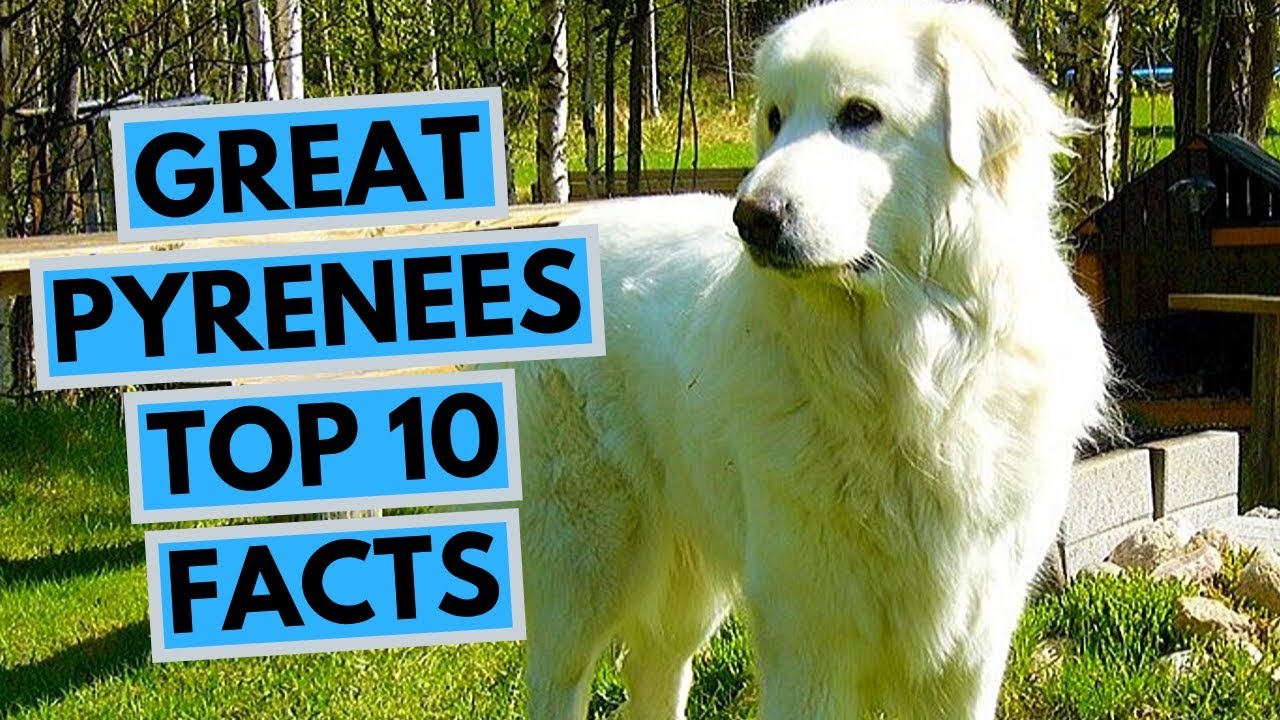 great pyrenees information