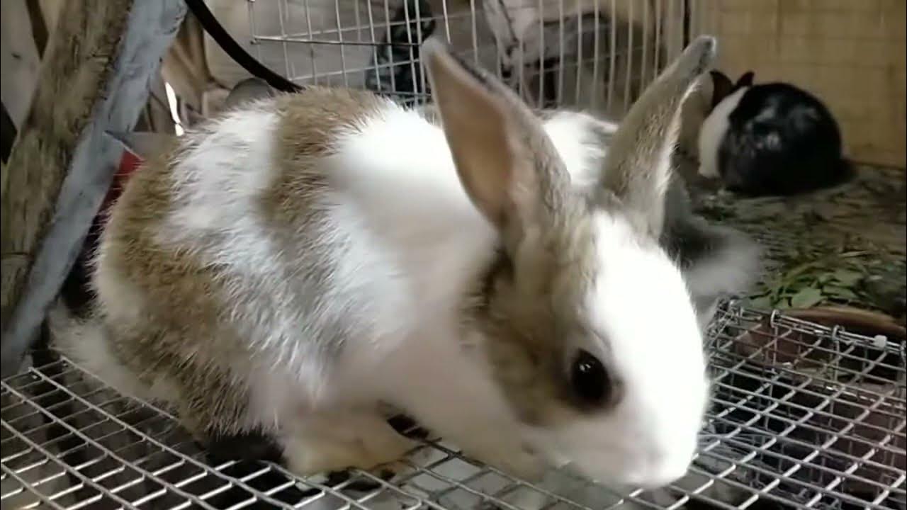 OMG Our Doe Rabbit Give Birth Again after Weaning Her 8 Kits! YouTube