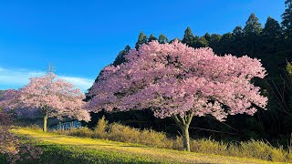 Captivating Cherry Blossom Season In Japan | Sakura Splendour  #Sakura