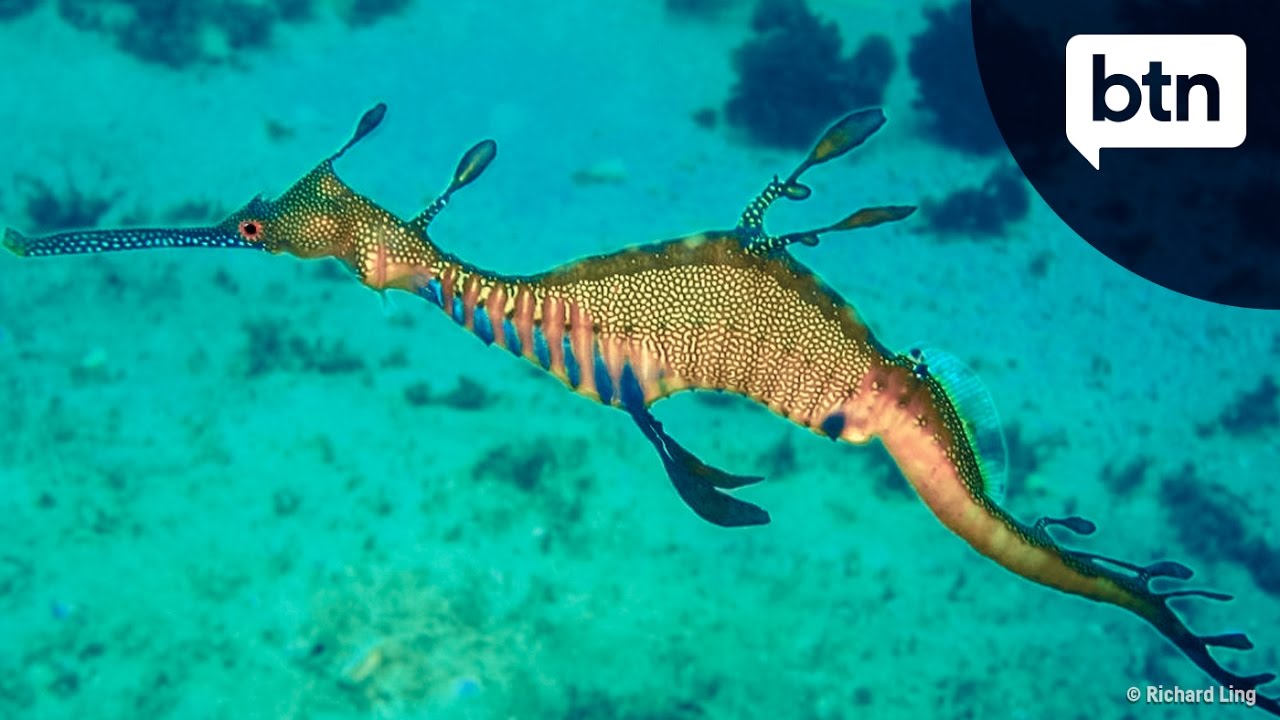 Weedy Seadragon Behind The News Youtube