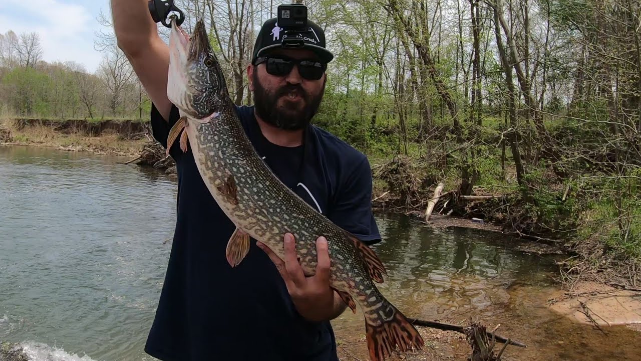Northern Pike in Southern Missouri? I wouldn't believe it either but I