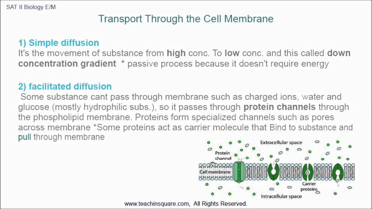 sat-ii-biology-7-cell-structure-youtube