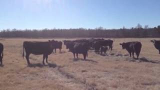 Angus & BWF Cows 18 Head Of Heavy Bred Angus Brangus And Bwf Cows 0317 Cattle For Sale