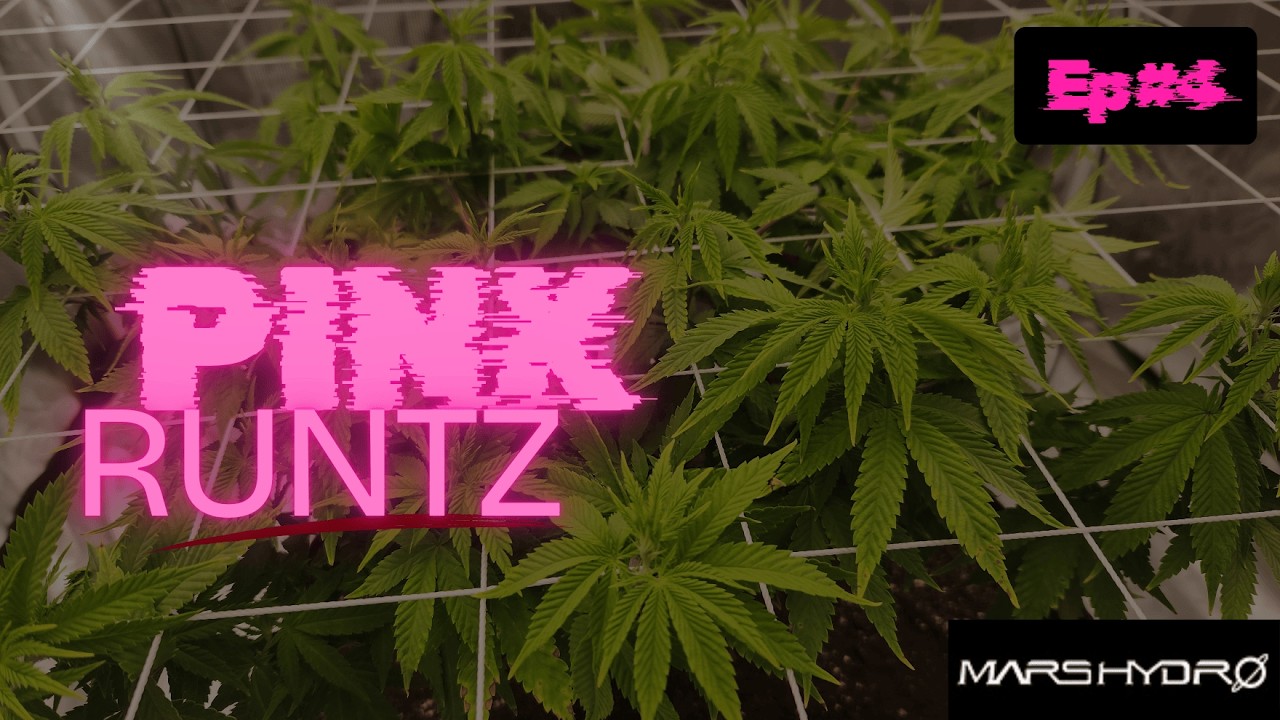 Pink Runtz Planning the Great Escape?! 👀