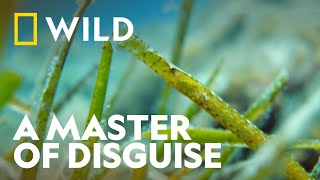 The Broadnosed Pipefish | Wild Europe | National Geographic WILD UK