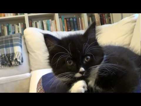 Cute Kitten Purring: Kitten Belly Rub Love