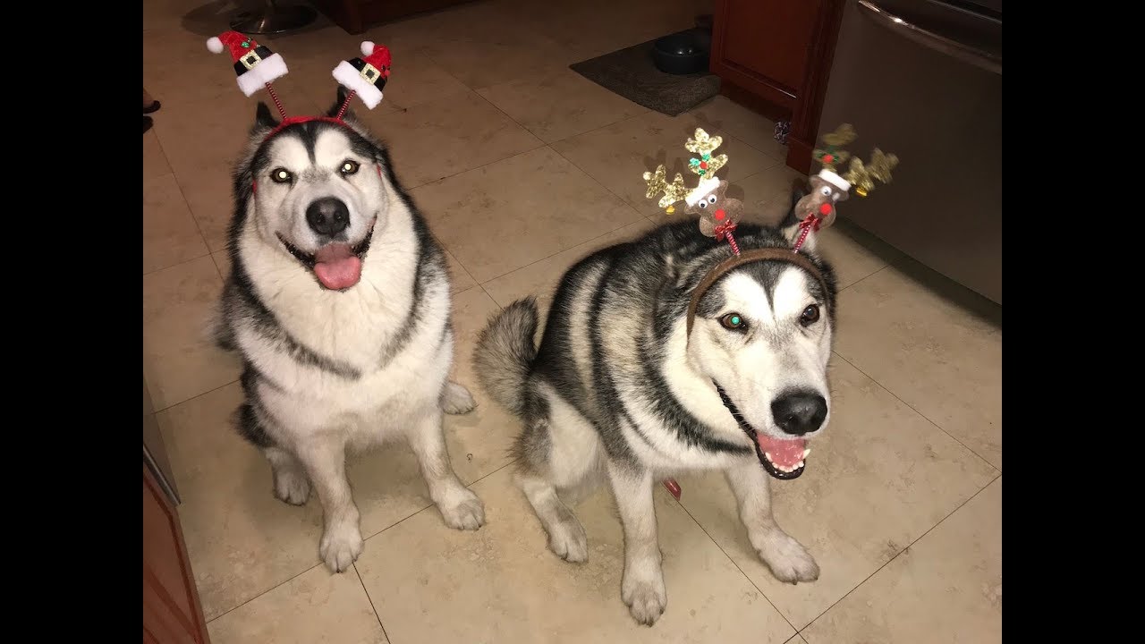 The dogs eating Christmas cookies YouTube