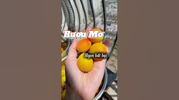 Công thức ngâm rượu mơ thơm, ngon k bị nổi váng. #ruoumo #rượu #vaobep #monngon #cooking #vlognauan