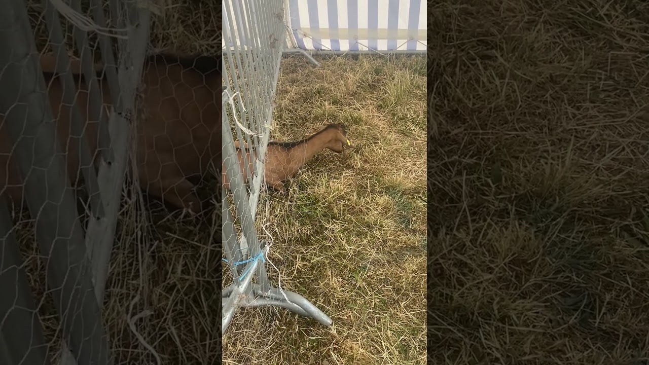 Goat Escaping from an Enclosure