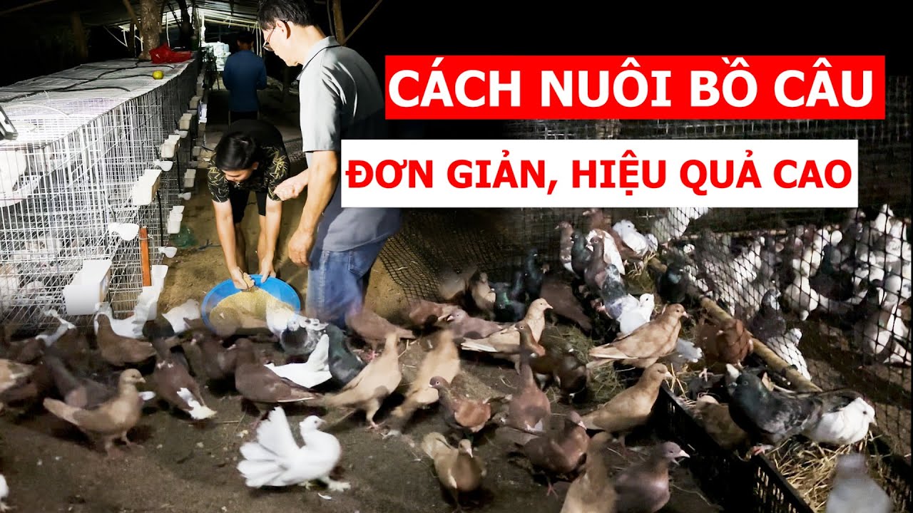 Cận cảnh trại bồ câu khủng nuôi TITAN THÁI và GÀ MỸ, cách nuôi đơn giản, hiệu quả và thành công
