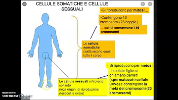 Che differenza c'è tra cellule somatiche e cellule sessuali?