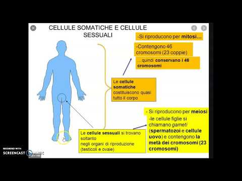 Video: Differenza Tra Cellule Staminali Embrionali E Somatiche