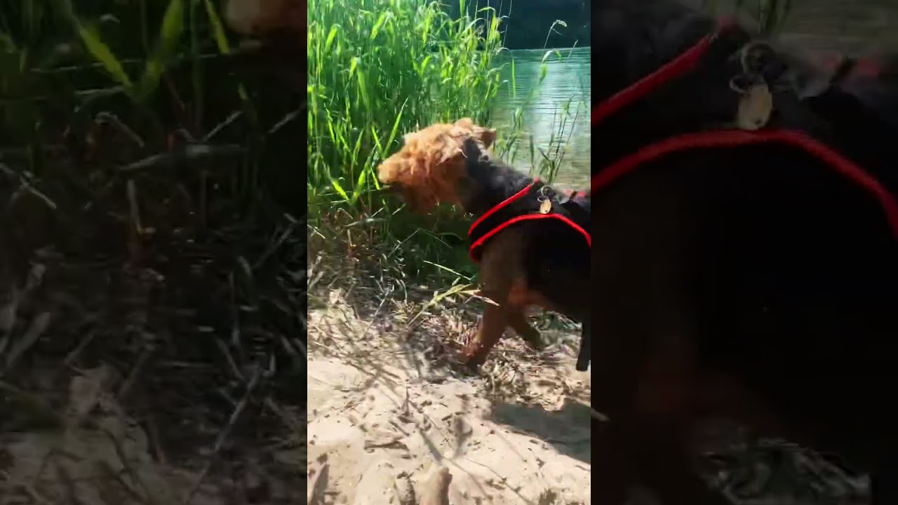 Airedale terrier swimming like a pro 