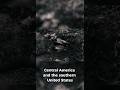 CHUPACABRA - The Creature That Terrified the Americas #cripto #mysteryshorts