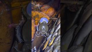 Suara Kodok Kintel short faktaunik