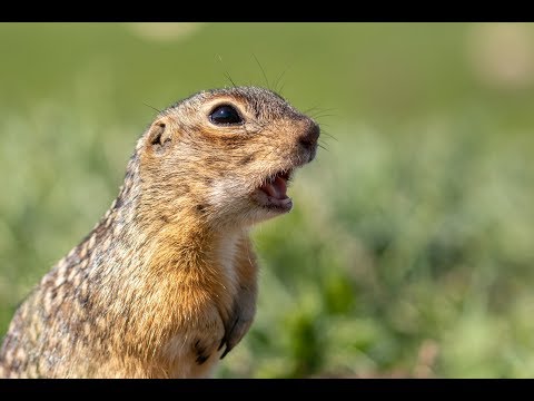 Переселение крапчатого суслика