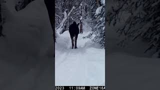 Moose Winter Alaska  Gold Mine Trail
