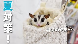 【初心者必見！】フクロモモンガの夏対策を紹介します！【飼い方】