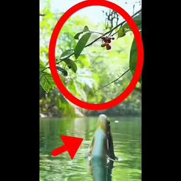 ikan dr bawah air loncat ke atas sampai kena ke makan buah yg di pohon ok tetp semngt  sukses selalu