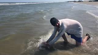 SHARK on Galveston Island!!