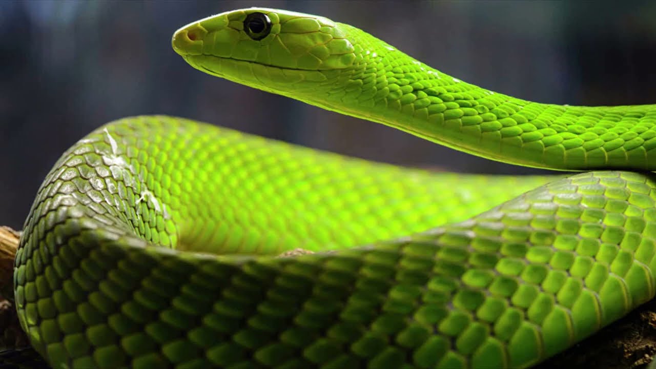 top 10 as cobras mais venenosas do mundo 🐍