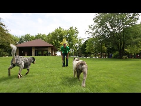 dog-training-chicago-|-canine-peace-of-mind-|-scott-harris