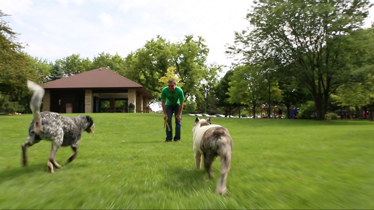 Dog Training Chicago Canine Peace of Mind Scott Harris YouTube