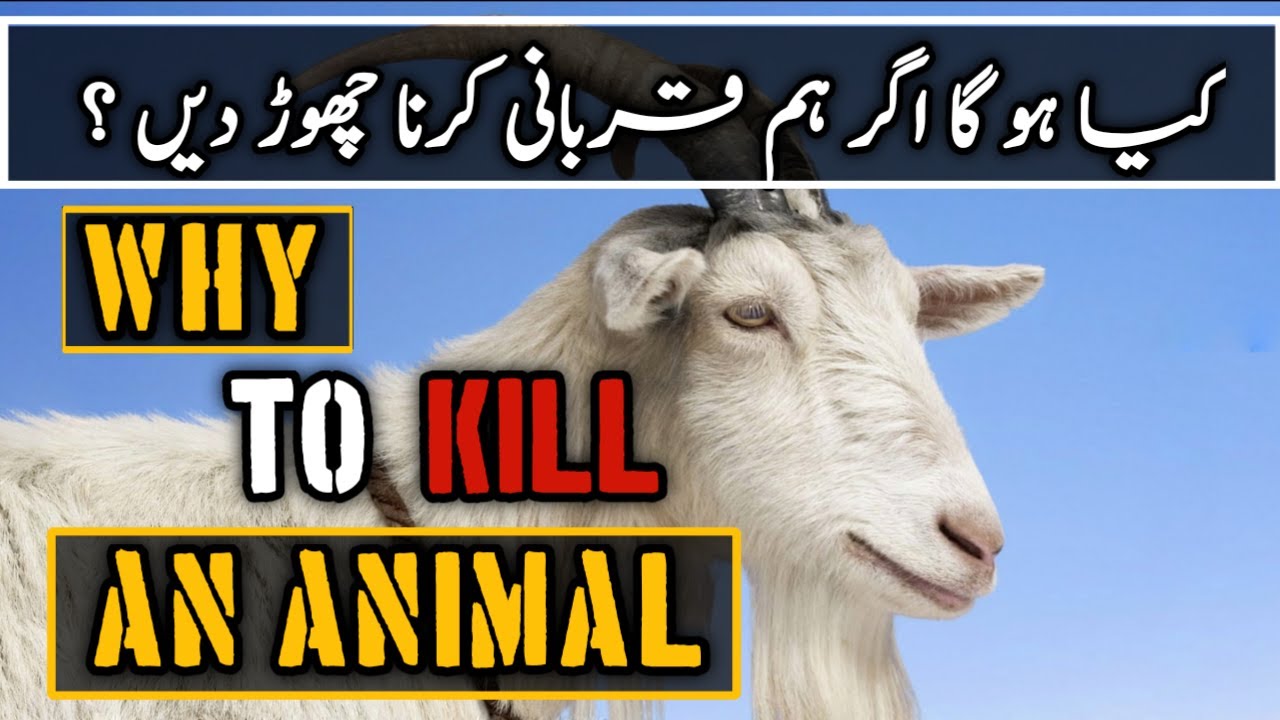 What happened if we stop eating animals | why to kill an animal