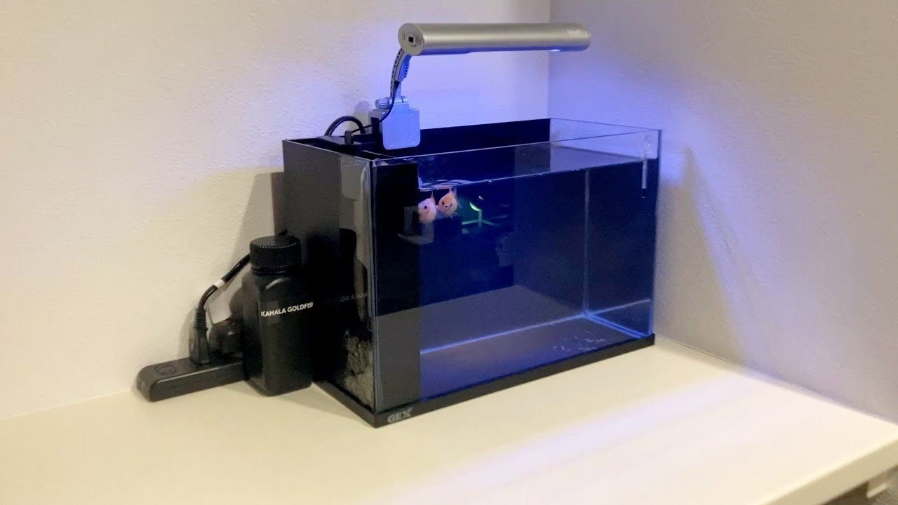 こんな小さい水槽なのに3週間で倍ぐらいになる金魚