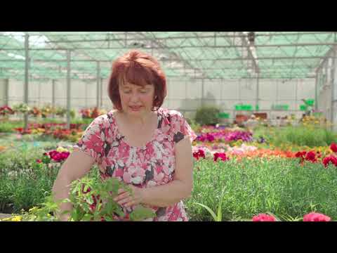 Video: Lagenaria: Kā Augt Dārzā ēdama Pudele