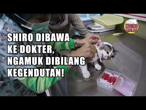 Video: 10 Pertanyaan Yang Harus Anda Jawab Sebelum Kunjungan Dokter Hewan Kucing Anda