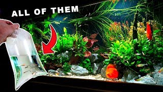 THE BEST  SCHOOLING FISH EVER // DISCUS COMMUNITY AQUARIUM