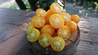 Zluta Kytice Tomato - Huge Multiflora Production On Shorter Plants. Indeterminate