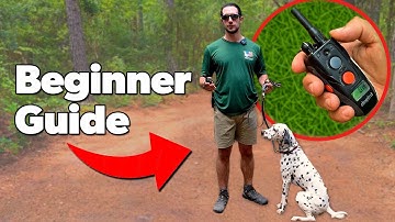 E Collar Training: A Beginner