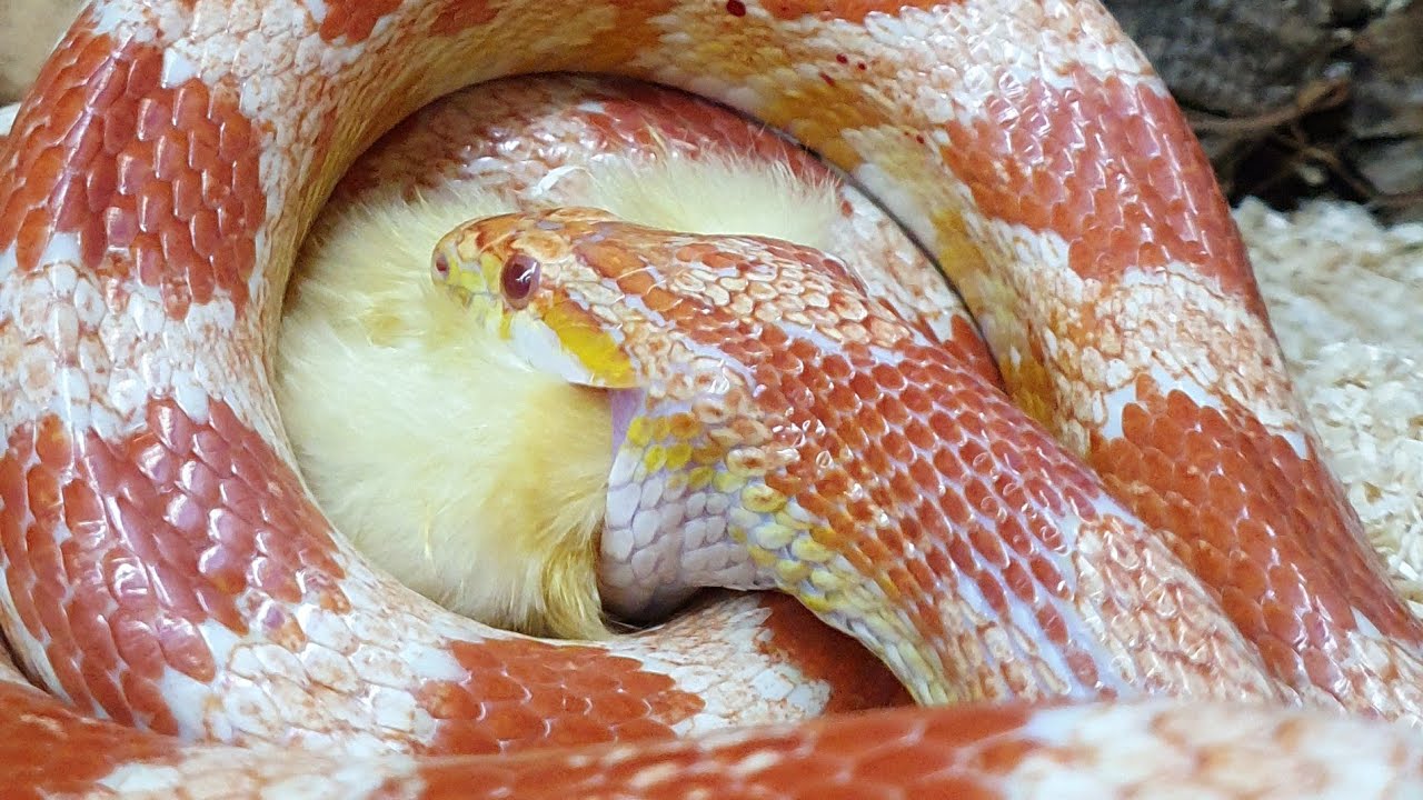 Corn Snake Strike Slo-mo and Actual Speed - YouTube