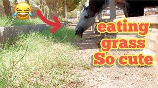 White Horse Eating Gr How Beautifully The Horse Eats Gr Asmr Horse Eating Gr