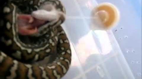 jungle carpet python feeding