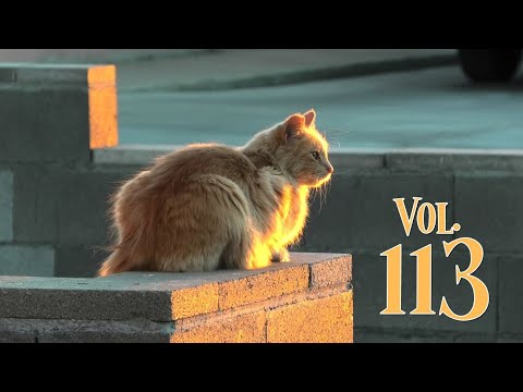     113