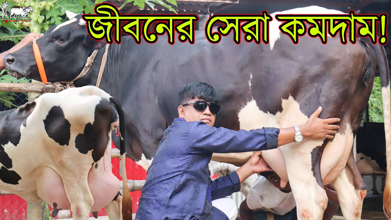 কাউন্সিলর সুলতান ভাইয়ের জীবনের সর্বোচ্চ সেরা ও সবচেয়ে কমদামে গাভীর প্রতিবেদন। খামার ভর্তি গাভী দেখুন