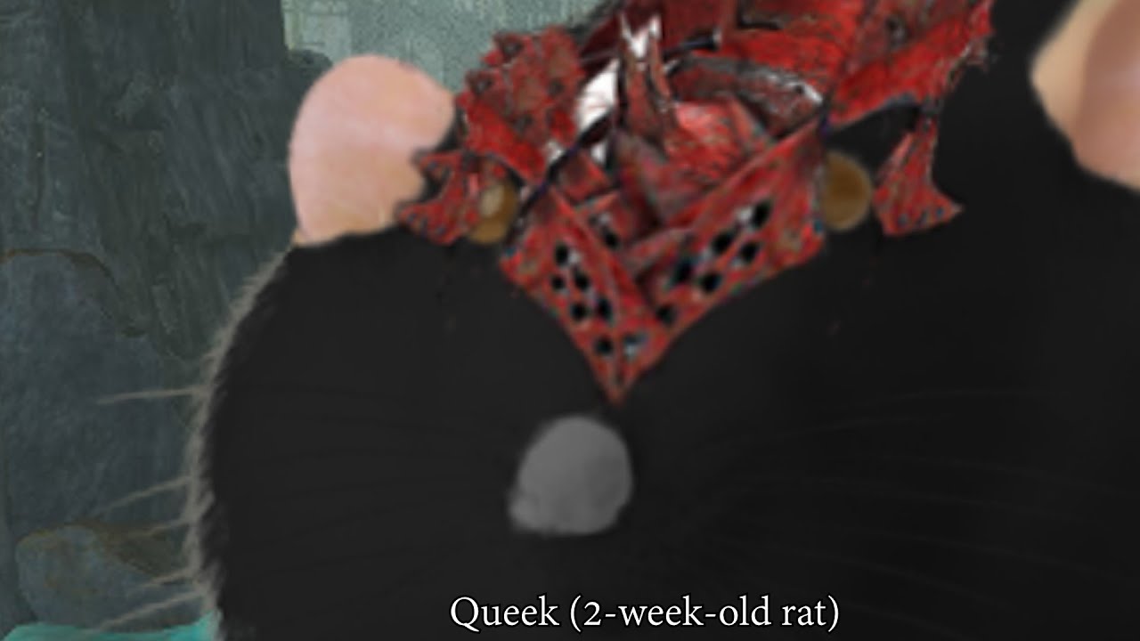 Young Queek Headtaker