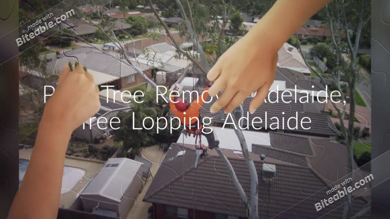 Palm Tree Removal Adelaide Sturt Stump Cutters YouTube
